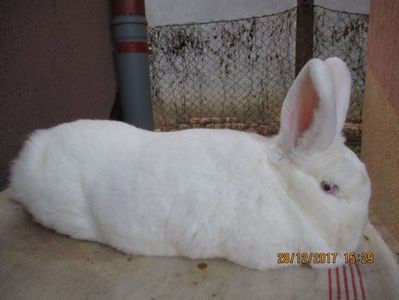 RO13-1716 - X ARHIVA IEPURI CE AM AVUT