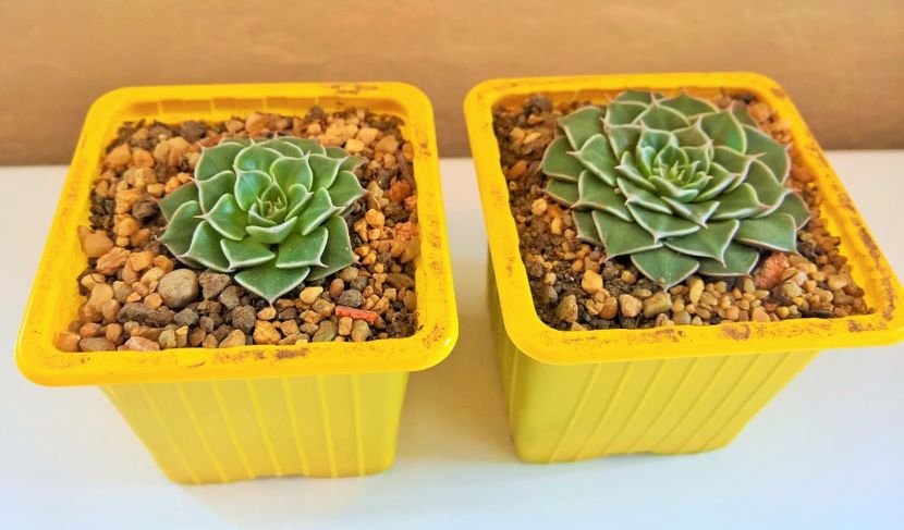 Graptopetalum bellum  8lei-14lei - Plante suculente de vanzare