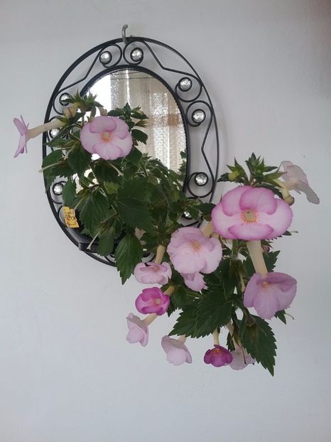 Raluca Saliba - Raluca Saliba