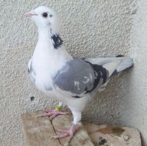 Pui 2016-931....-Targoviste - Porumbei vanduti