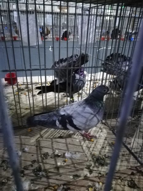  - Expo Carei 2018