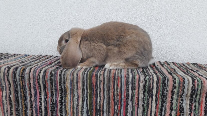  - 2- Femela berbec german mignon