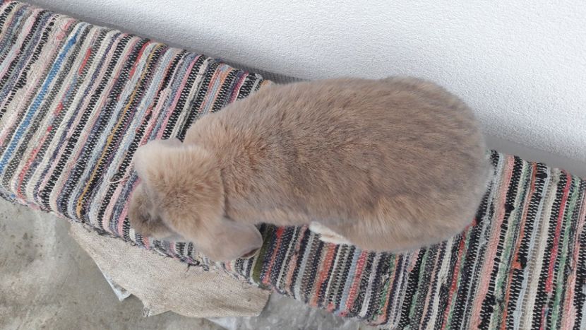  - 2- Femela berbec german mignon