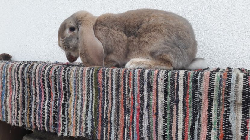  - 2- Femela berbec german mignon