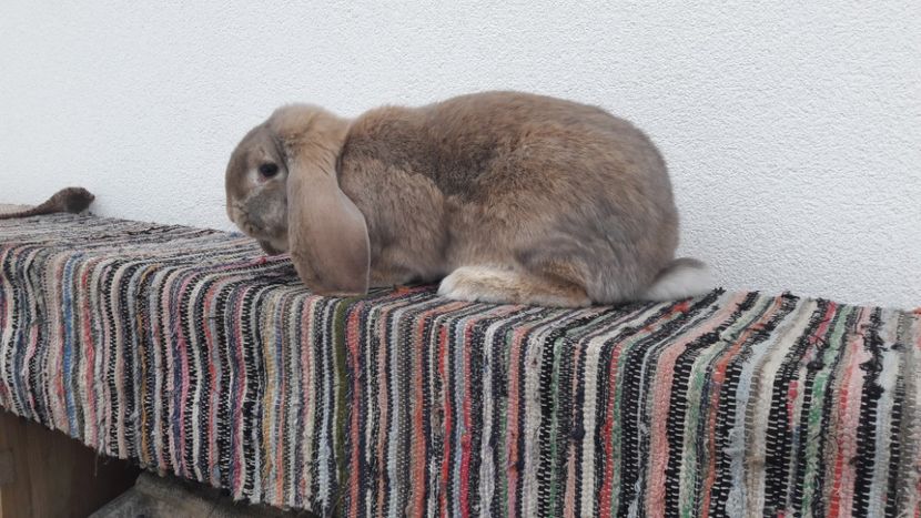 6 luni - 5 kg - 2- Femela berbec german mignon