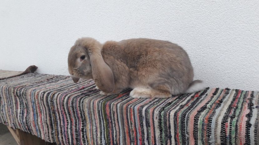  - 2- Femela berbec german mignon