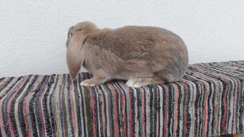  - 2- Femela berbec german mignon