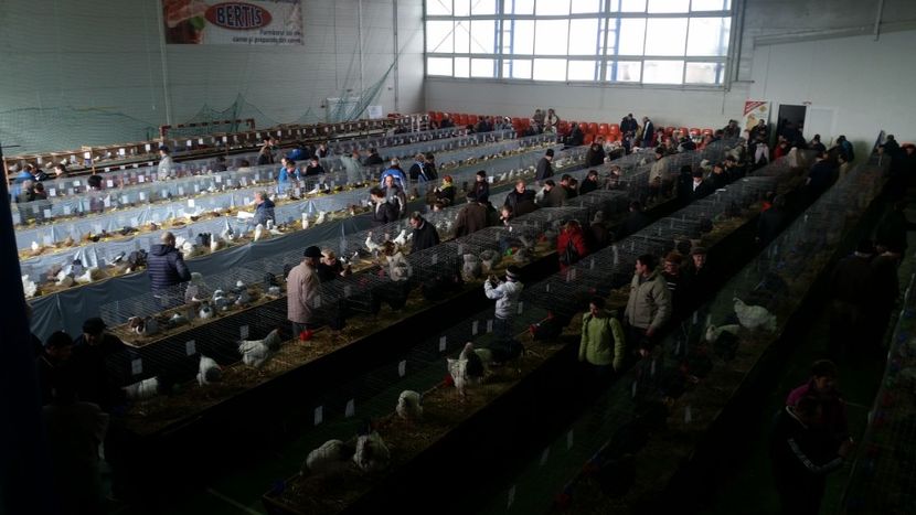  - 3 Expo 2018 Sf Gheorghe - Expozitia Tinutului Secuiesc