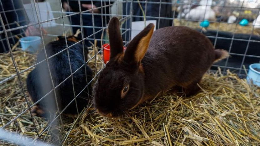  - 3 Expo 2018 Sf Gheorghe - Expozitia Tinutului Secuiesc