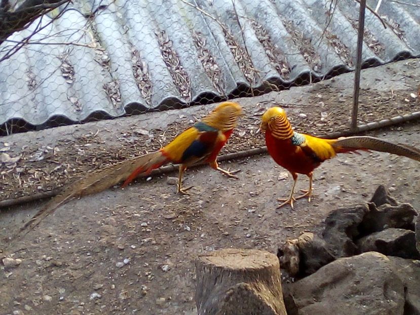  - Fazani de vanzare 2018