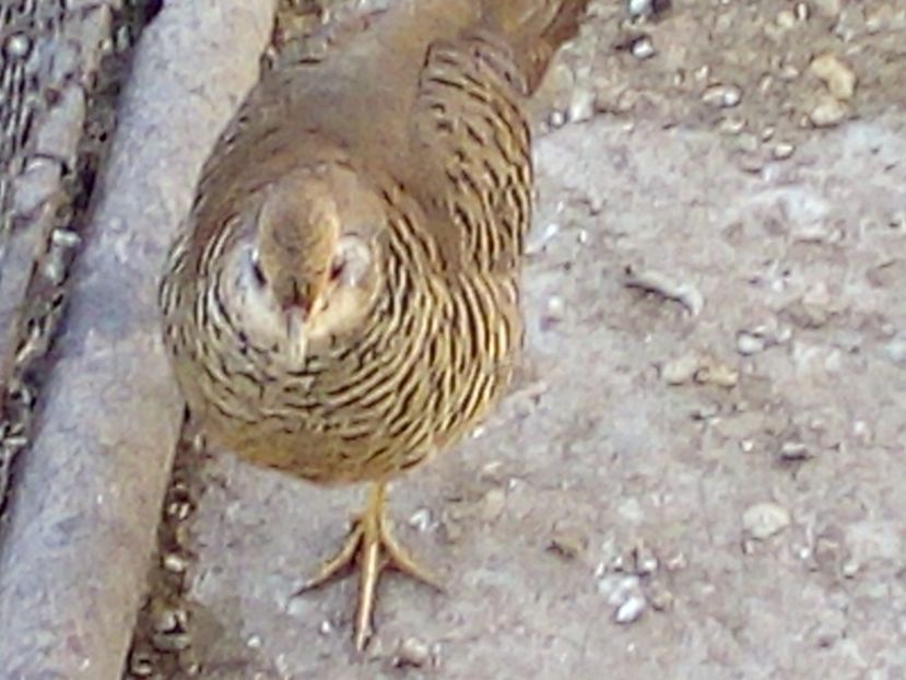  - Fazani de vanzare 2018