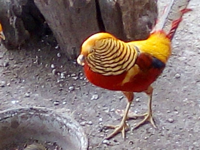  - Fazani de vanzare 2018