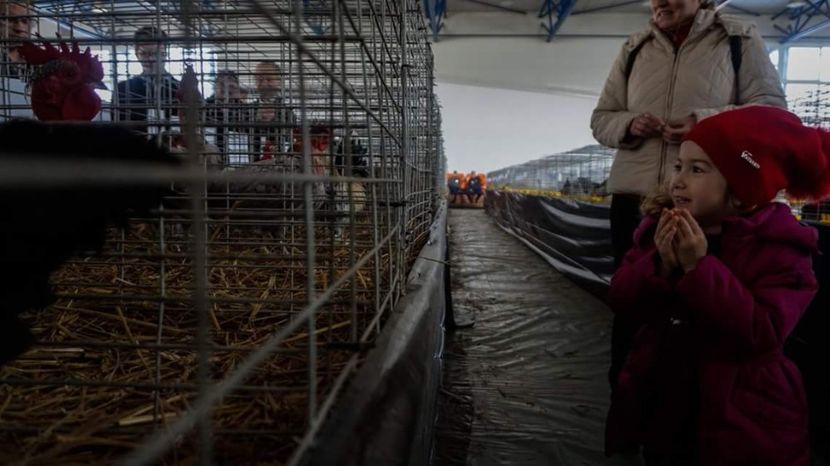  - 3 Expo 2018 Sf Gheorghe - Expozitia Tinutului Secuiesc