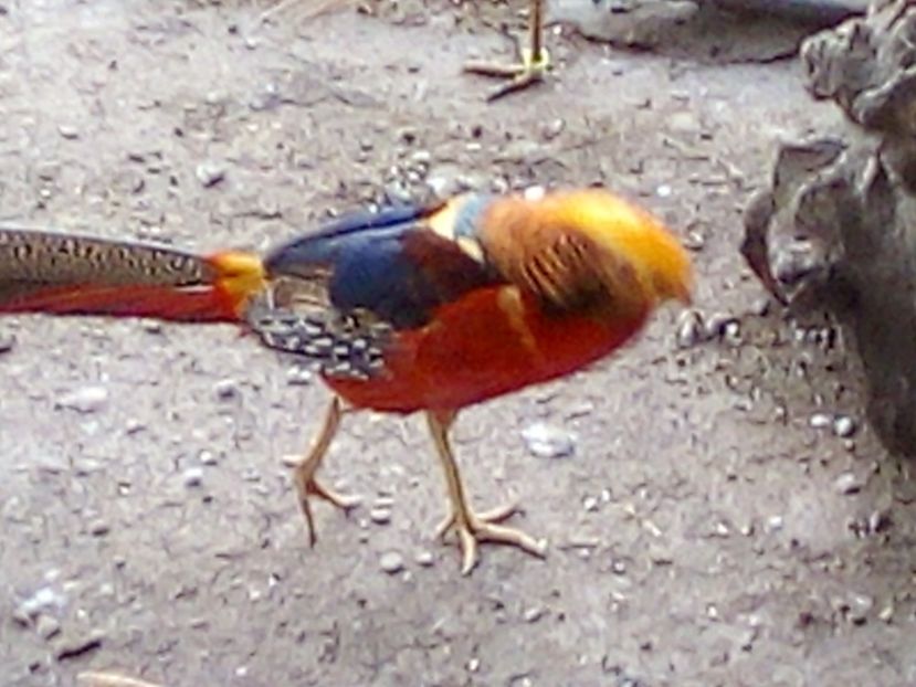  - Fazani de vanzare 2018