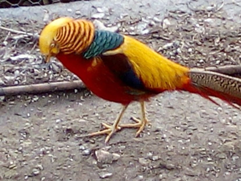  - Fazani de vanzare 2018