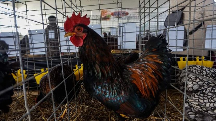  - 3 Expo 2018 Sf Gheorghe - Expozitia Tinutului Secuiesc