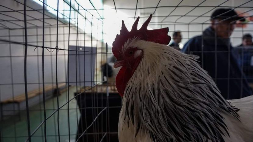  - 3 Expo 2018 Sf Gheorghe - Expozitia Tinutului Secuiesc