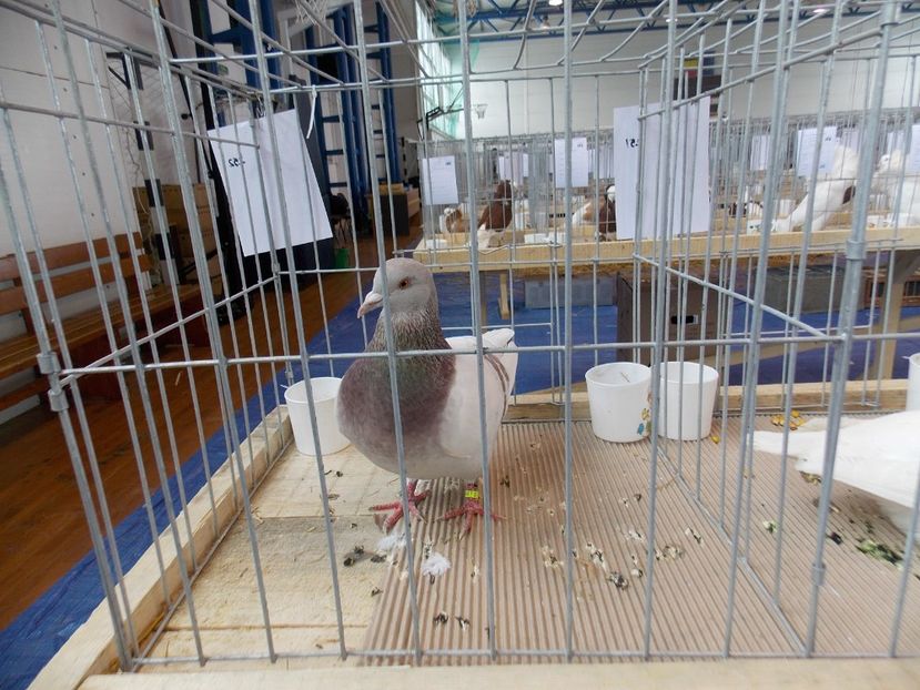  - EXPO-2018- HOBBY CENTRUM BRASOV