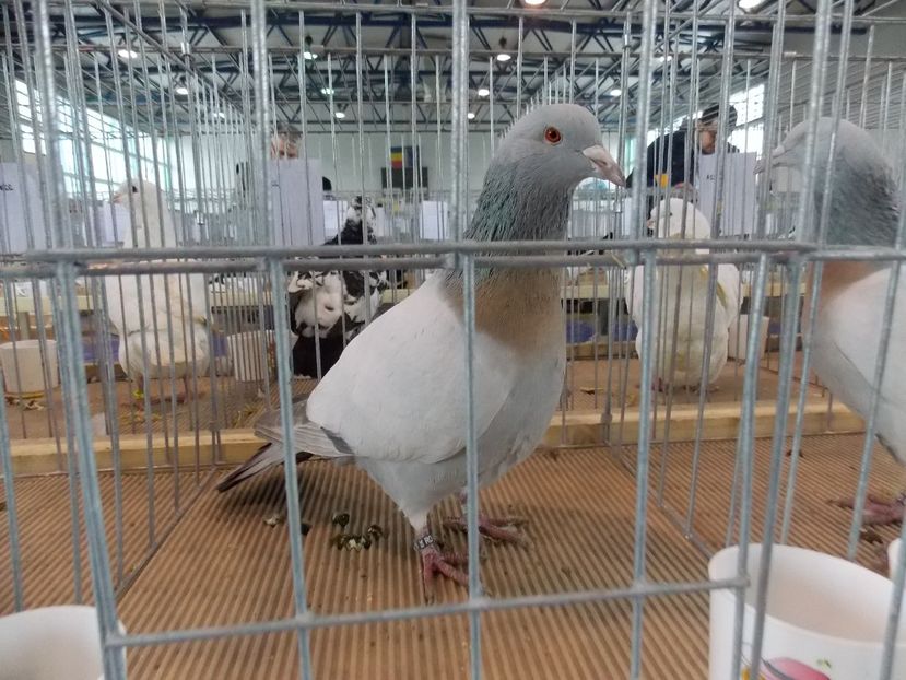  - EXPO-2018- HOBBY CENTRUM BRASOV