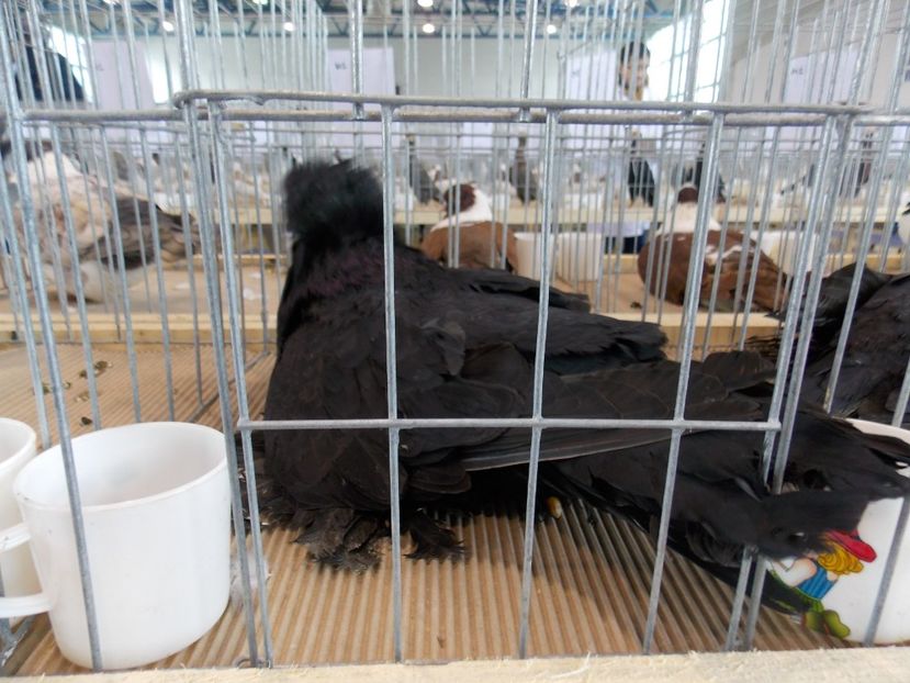  - EXPO-2018- HOBBY CENTRUM BRASOV