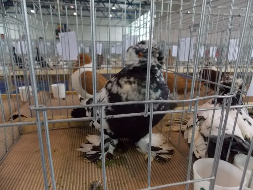  - EXPO-2018- HOBBY CENTRUM BRASOV