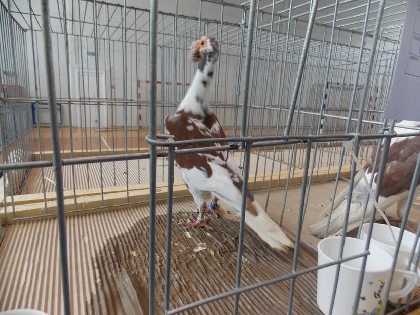  - EXPO-2018- HOBBY CENTRUM BRASOV