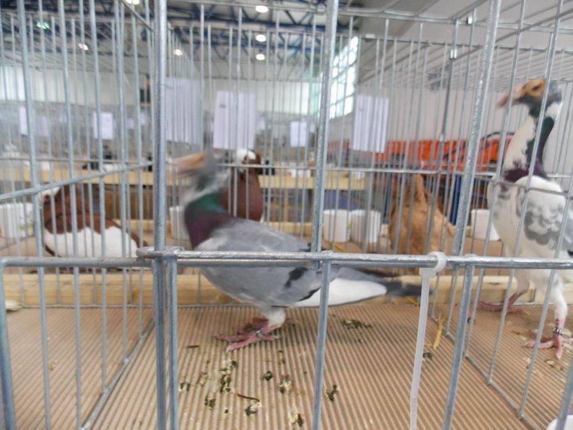  - EXPO-2018- HOBBY CENTRUM BRASOV