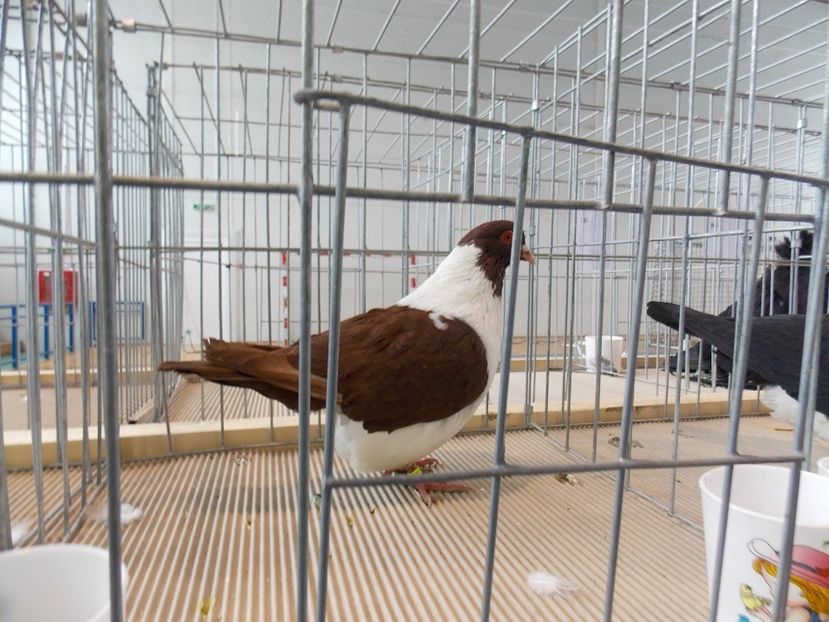  - EXPO-2018- HOBBY CENTRUM BRASOV