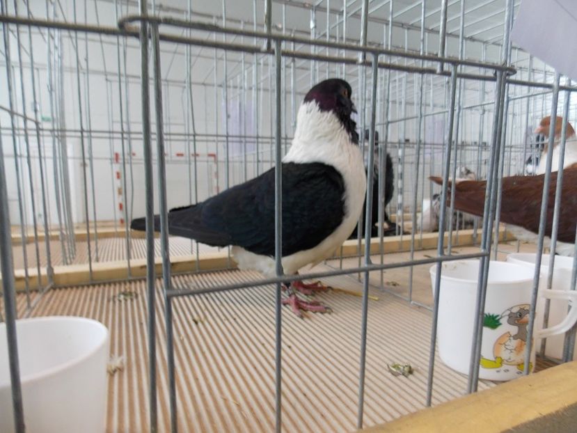  - EXPO-2018- HOBBY CENTRUM BRASOV