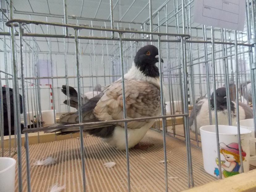  - EXPO-2018- HOBBY CENTRUM BRASOV