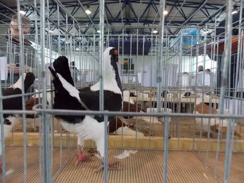  - EXPO-2018- HOBBY CENTRUM BRASOV