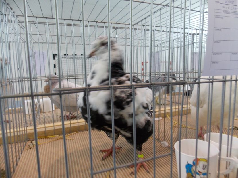  - EXPO-2018- HOBBY CENTRUM BRASOV