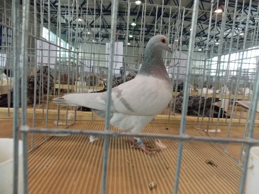  - EXPO-2018- HOBBY CENTRUM BRASOV