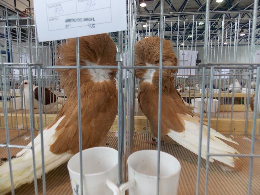  - EXPO-2018- HOBBY CENTRUM BRASOV