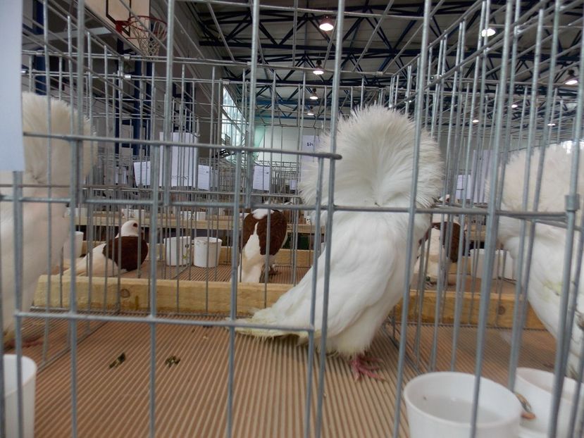  - EXPO-2018- HOBBY CENTRUM BRASOV