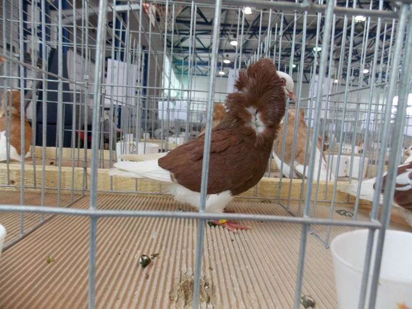  - EXPO-2018- HOBBY CENTRUM BRASOV