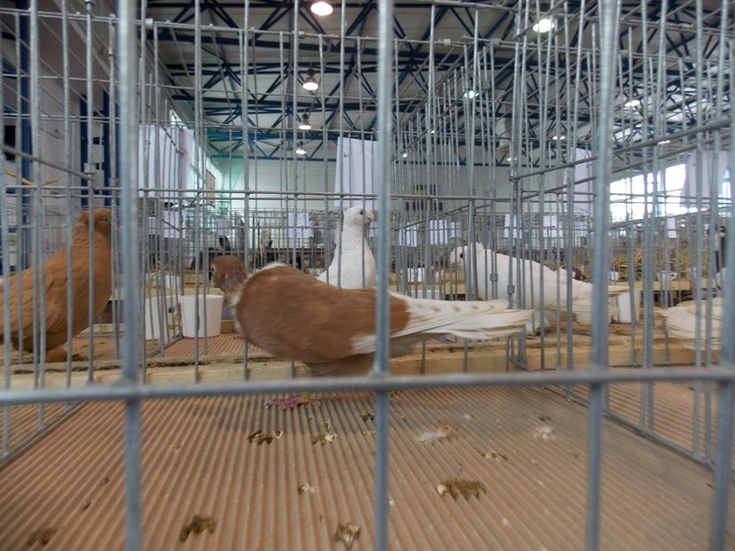  - EXPO-2018- HOBBY CENTRUM BRASOV