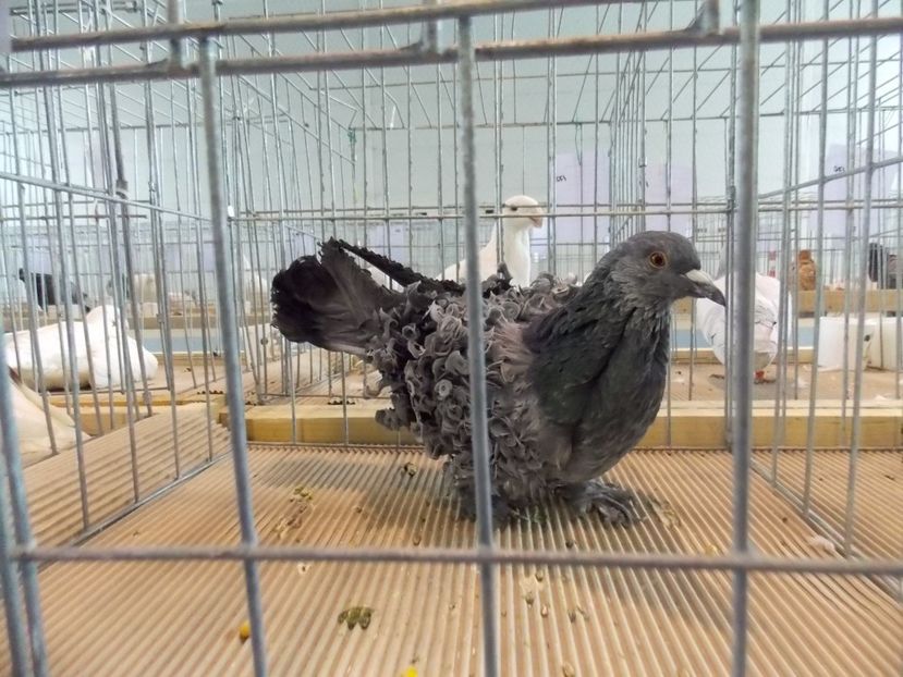  - EXPO-2018- HOBBY CENTRUM BRASOV