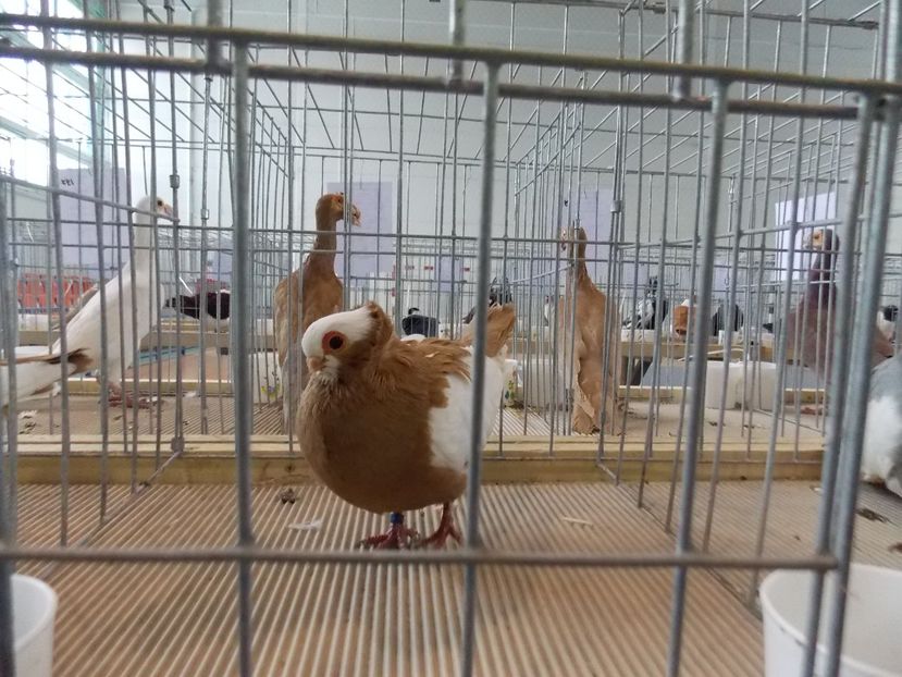  - EXPO-2018- HOBBY CENTRUM BRASOV