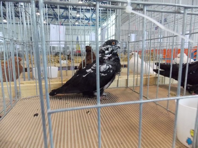  - EXPO-2018- HOBBY CENTRUM BRASOV