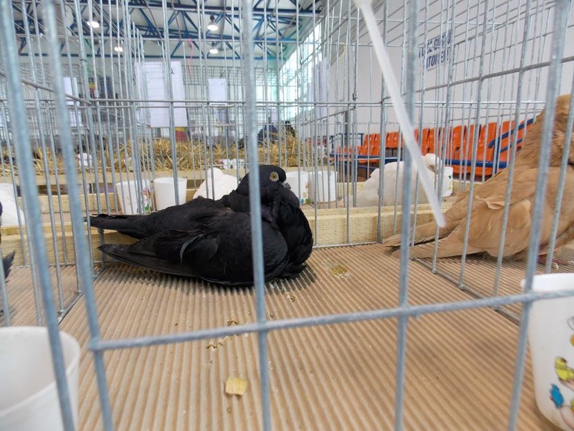  - EXPO-2018- HOBBY CENTRUM BRASOV