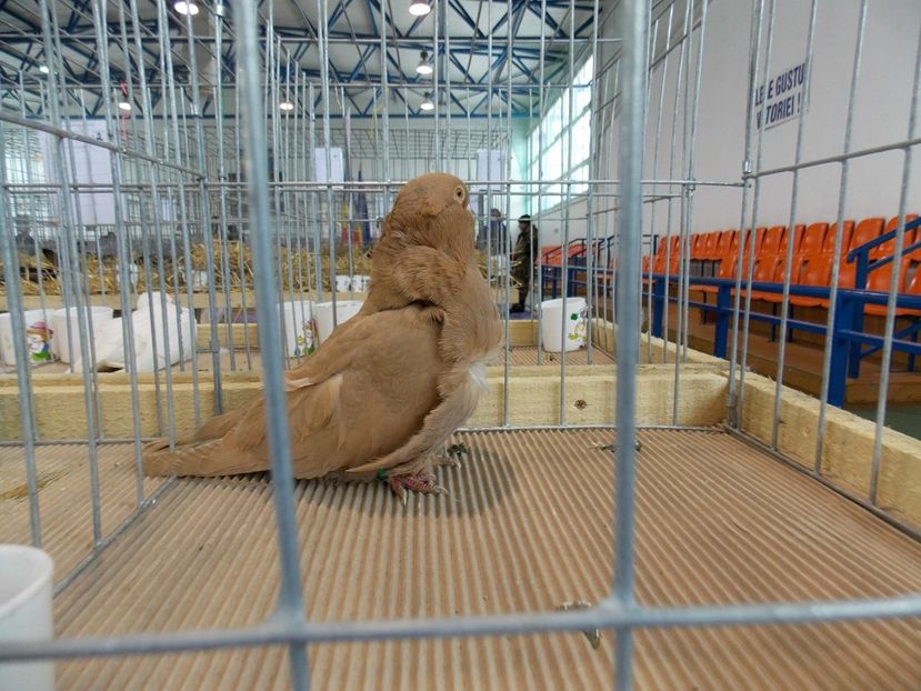  - EXPO-2018- HOBBY CENTRUM BRASOV