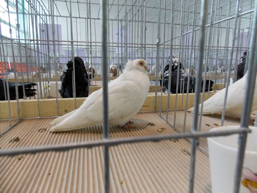  - EXPO-2018- HOBBY CENTRUM BRASOV