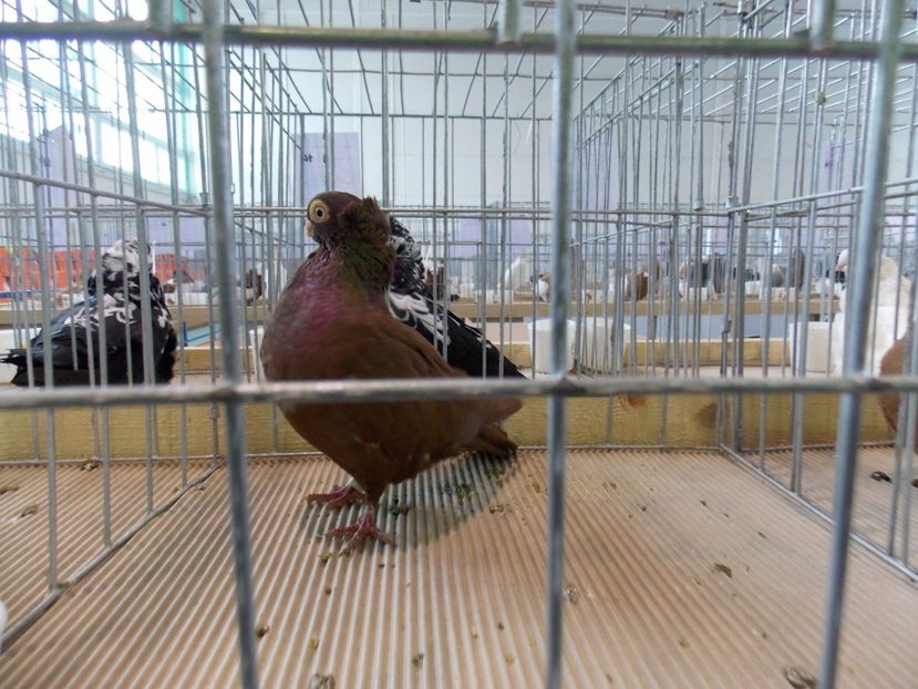  - EXPO-2018- HOBBY CENTRUM BRASOV