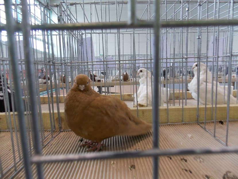  - EXPO-2018- HOBBY CENTRUM BRASOV