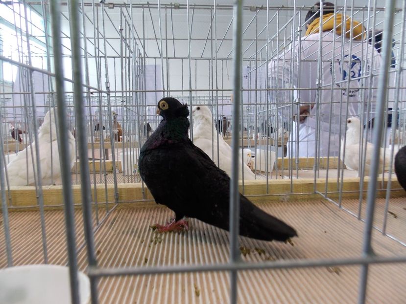  - EXPO-2018- HOBBY CENTRUM BRASOV