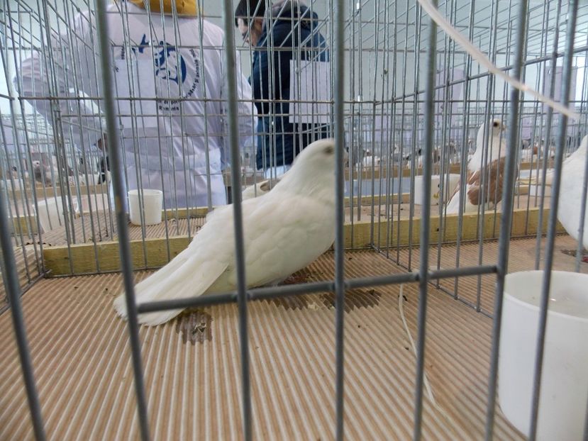  - EXPO-2018- HOBBY CENTRUM BRASOV