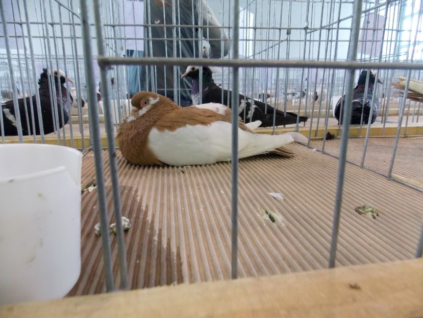  - EXPO-2018- HOBBY CENTRUM BRASOV