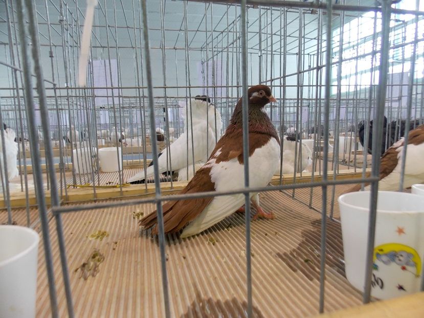  - EXPO-2018- HOBBY CENTRUM BRASOV