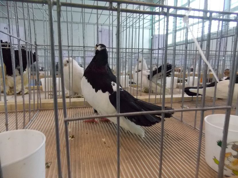  - EXPO-2018- HOBBY CENTRUM BRASOV